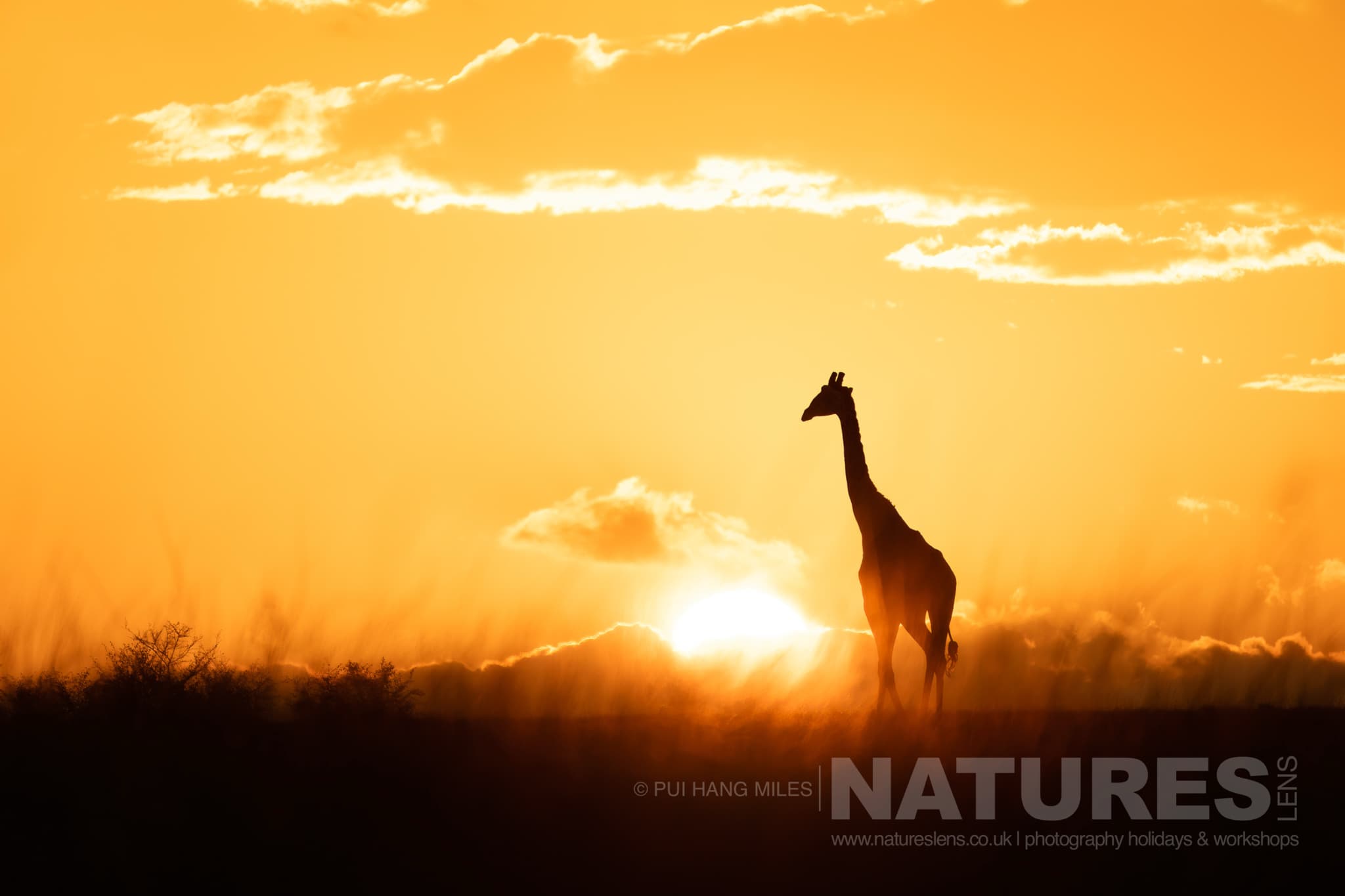A giraffe at sunrise photographed in the Maasai Mara