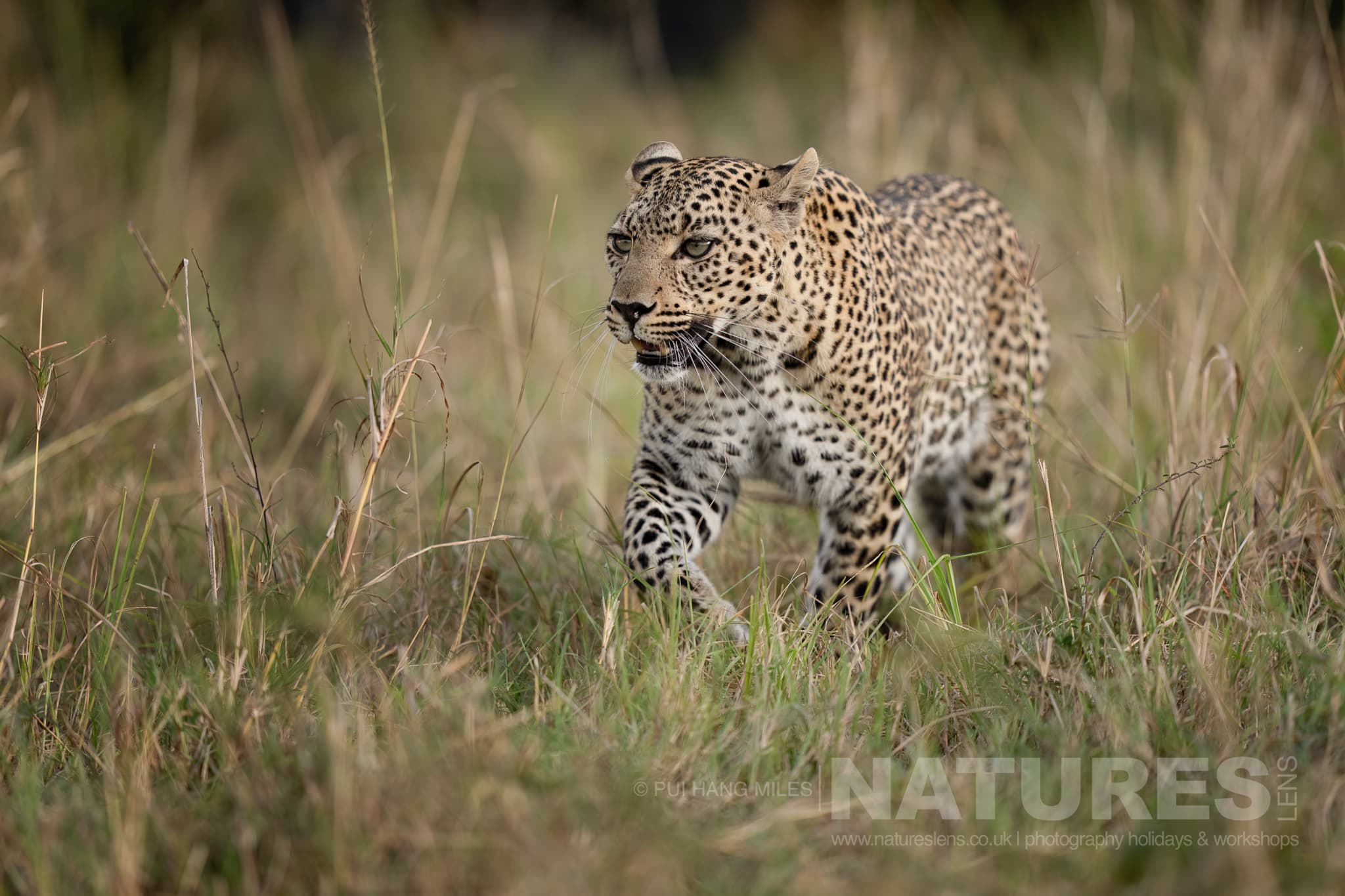 An African Leopard photographed in the Maasai Mara