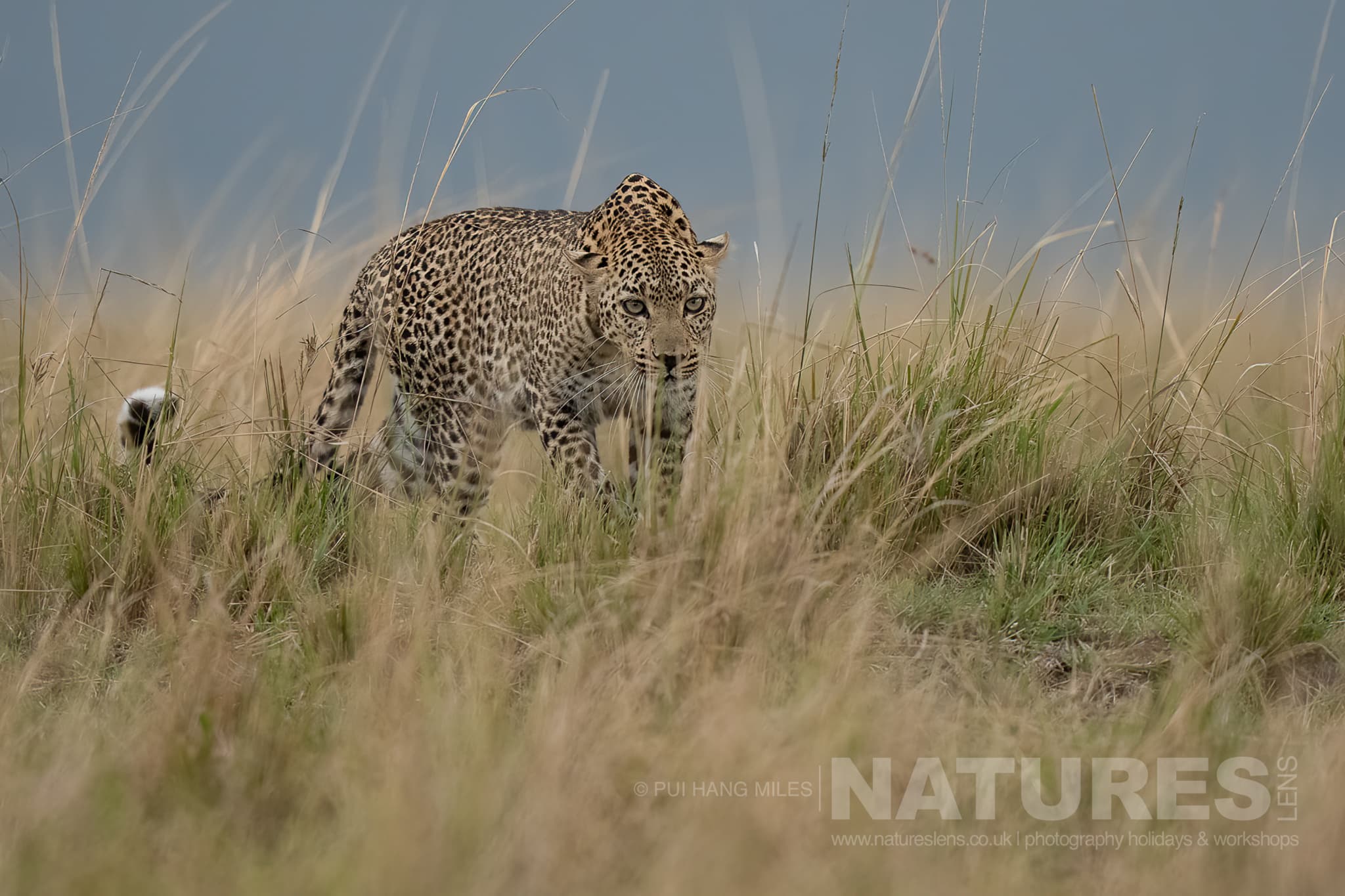 Join Us For The The Mara, Without the Crowds Photography Safari