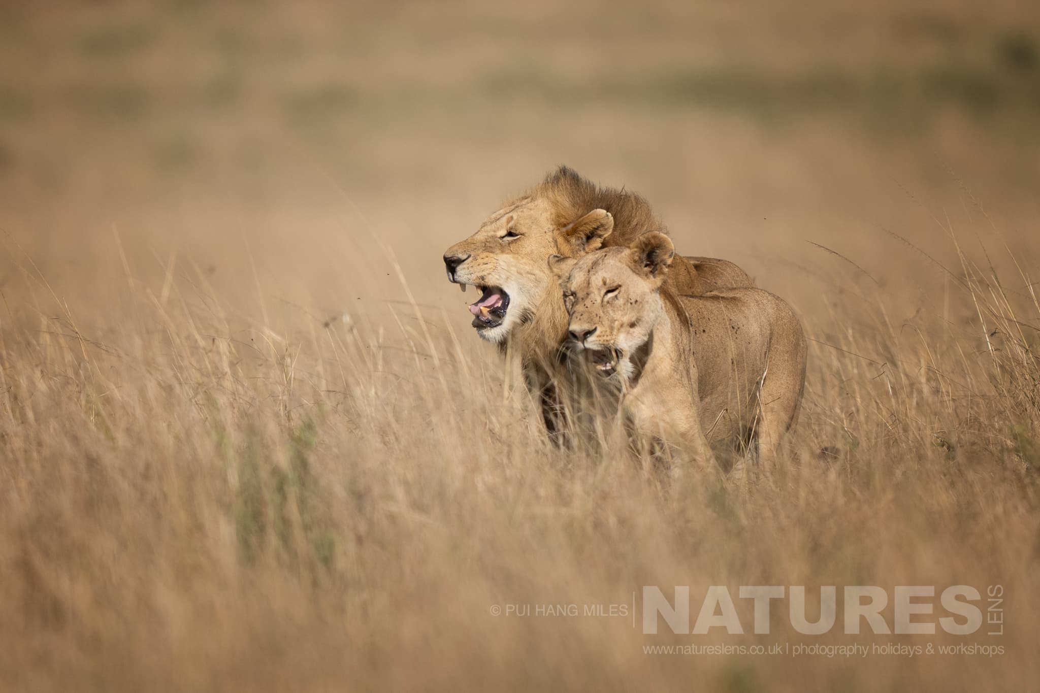 Male & Female Lions striding across the grasslands photographed in the Maasai Mara