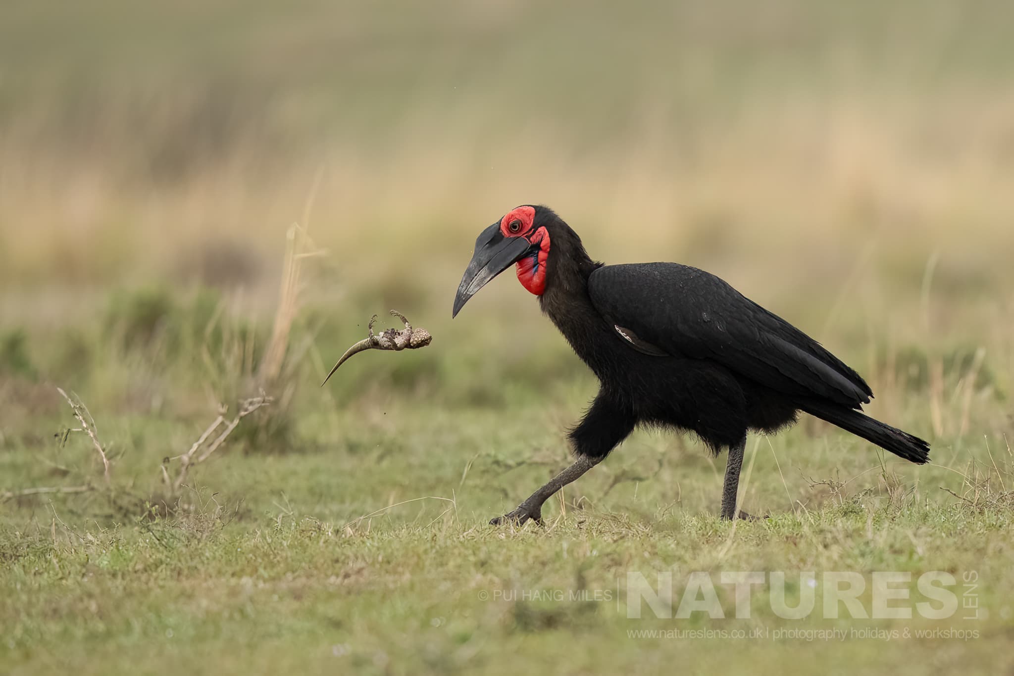A Southern Ground Hornbill striding across the grasslands photographed in the Maasai Mara