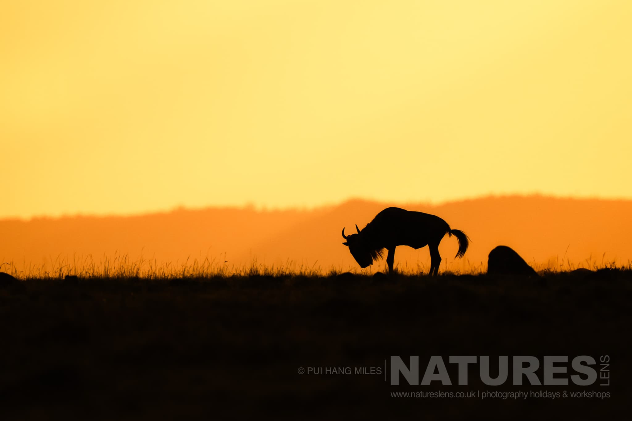 A wildebeest at sunrise photographed in the Maasai Mara