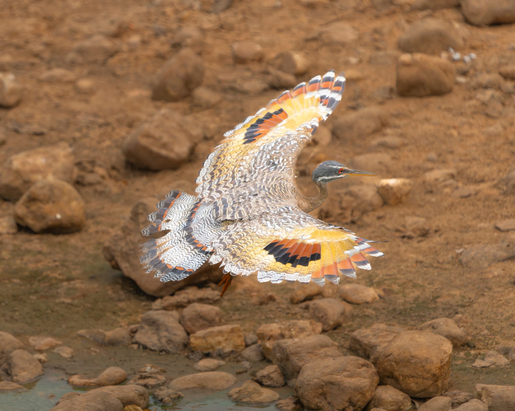 A Sunbittern In Flight One Of The Main Target Species On The Natureslens Wetlands Of Costa Rica Photography Tour A Sunbittern In Flight In Costa Rica