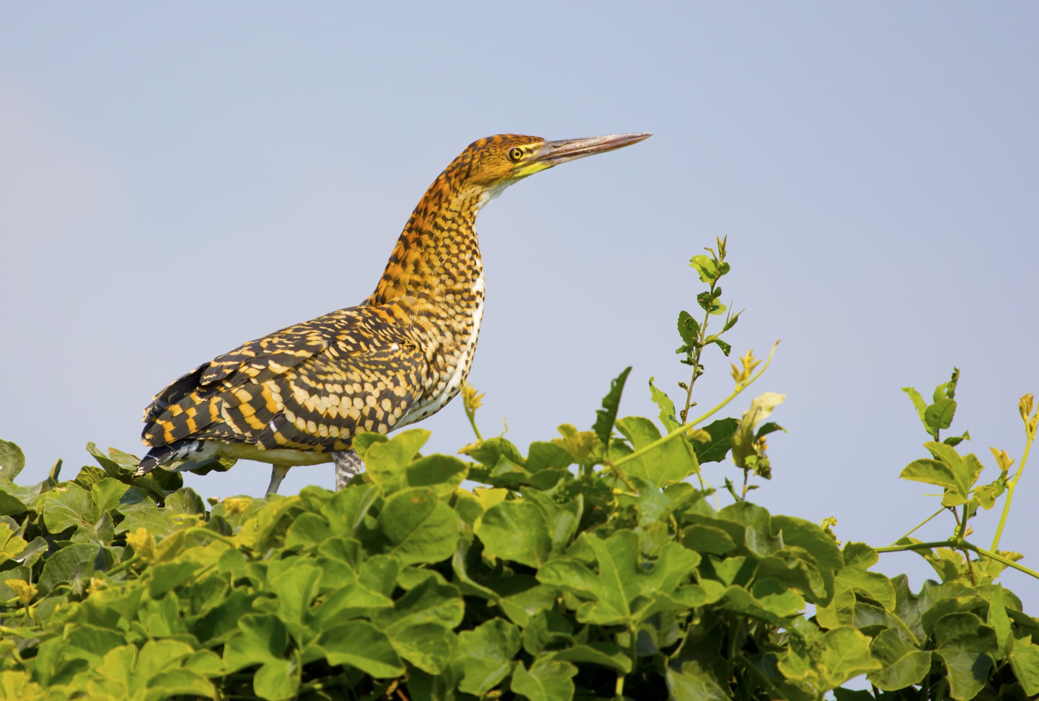 A Tiger Heron On Foliage - one of the main target species on the NaturesLens Wetlands Of Costa Rica Photography Tour