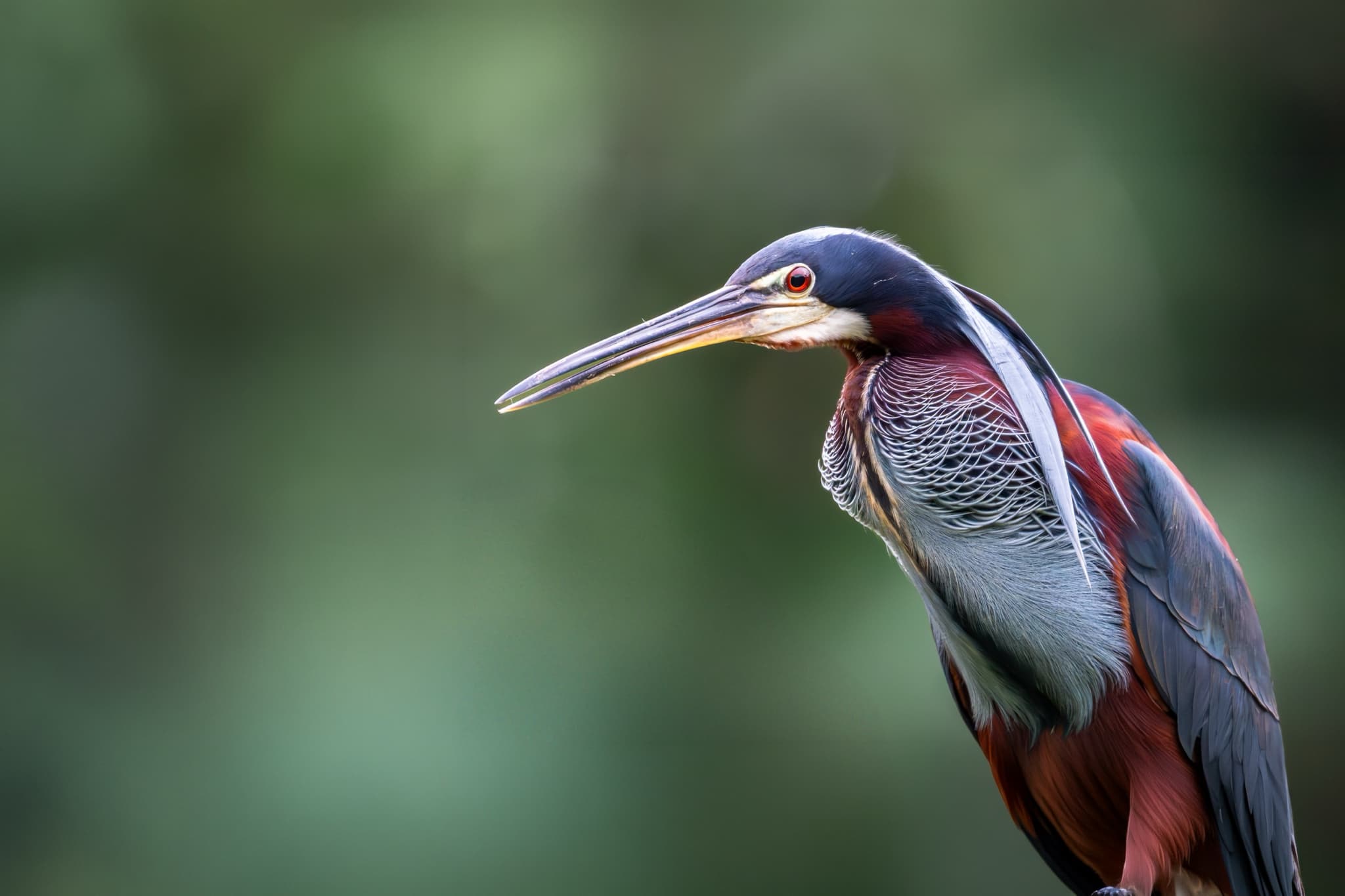 A portrait of an Agami Heron - one of the main target species on the NaturesLens Wetlands Of Costa Rica Photography Tour