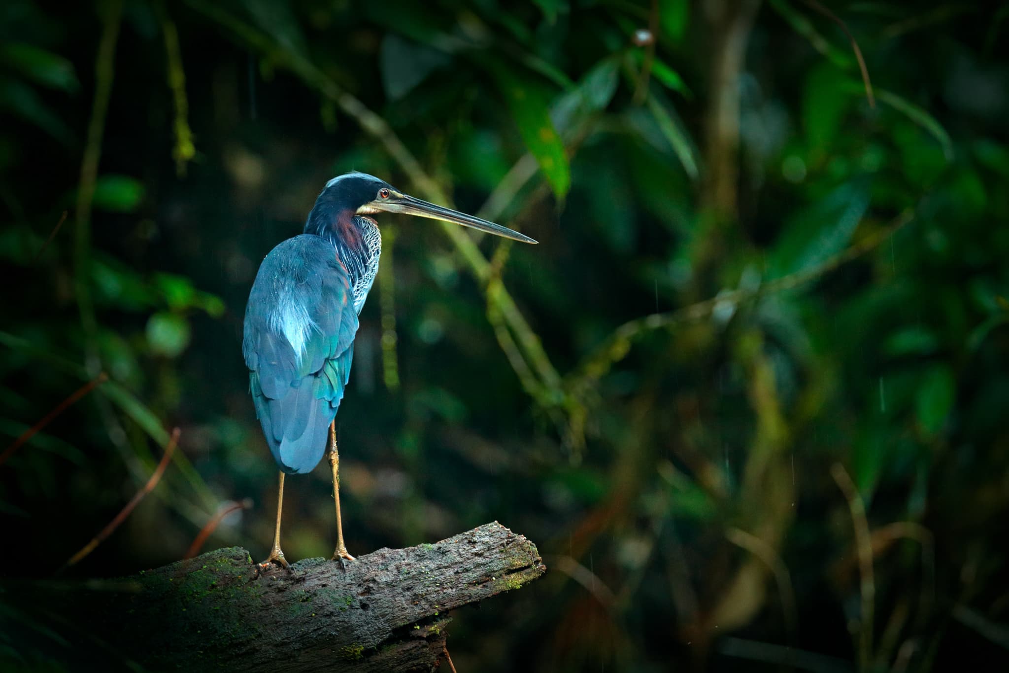 An Agami Heron perched on a log - one of the main target species on the NaturesLens Wetlands Of Costa Rica Photography Tour.jpg