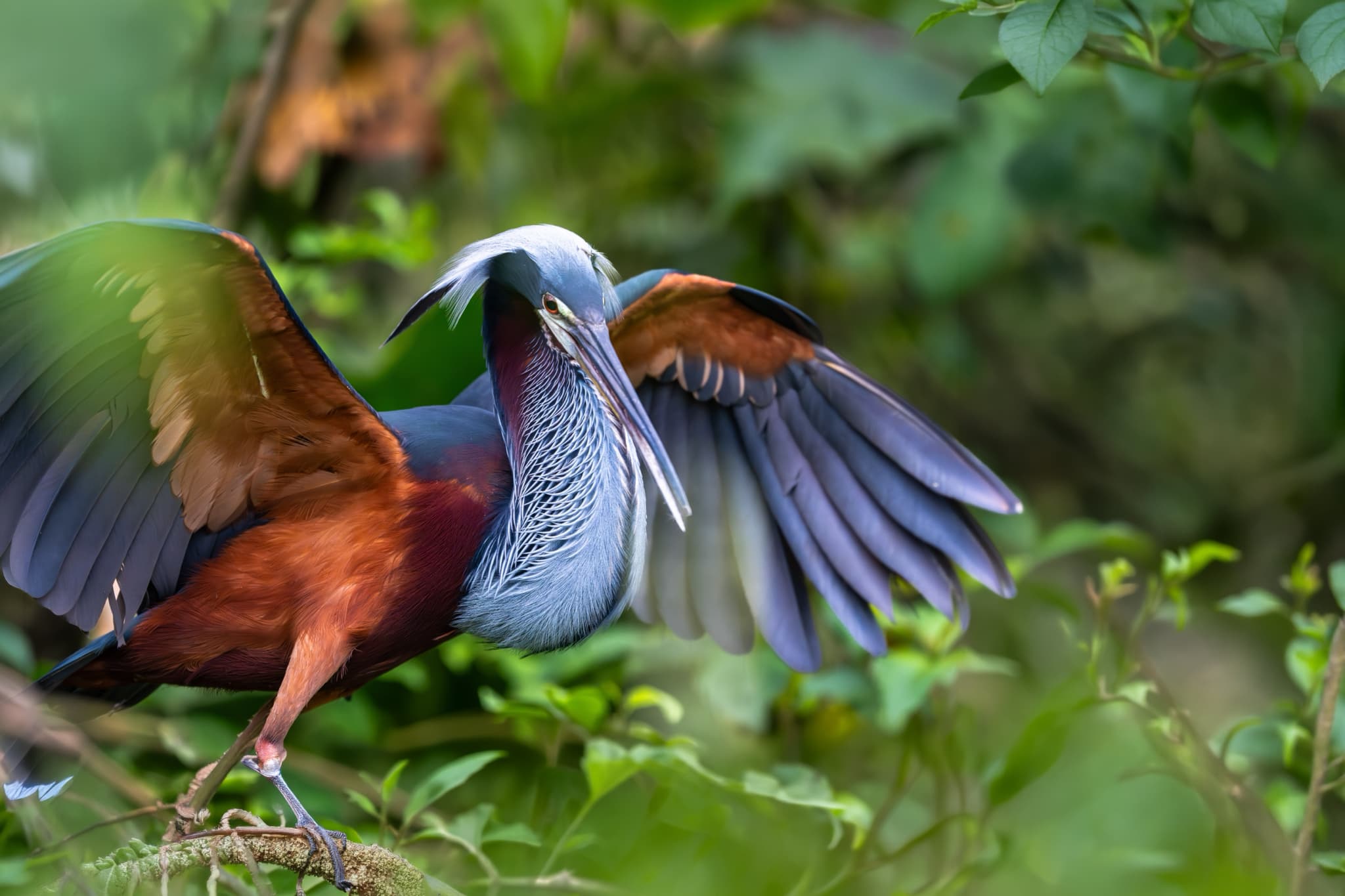 An Agami Heron spreading it's wings - one of the main target species on the NaturesLens Wetlands Of Costa Rica Photography Tour