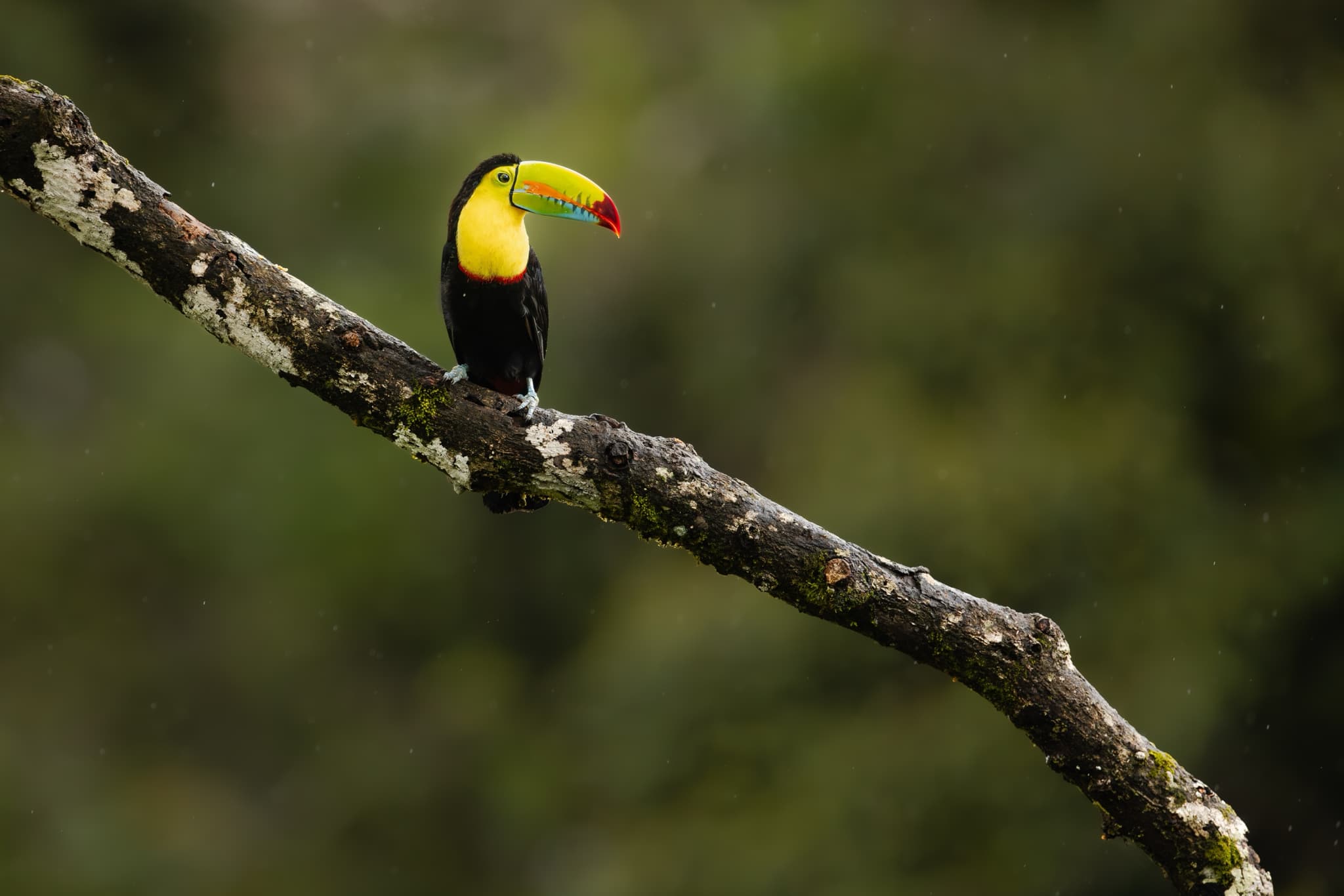 A Keel Billed Toucan On Branch - one of the main target species on the NaturesLens Wetlands Of Costa Rica Photography Tour