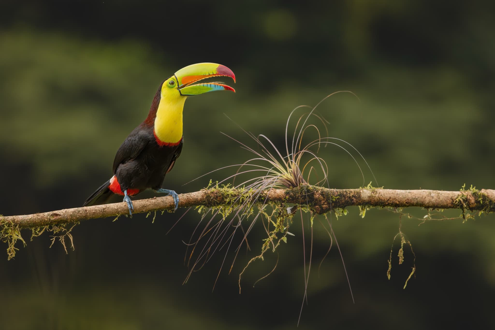 A Keel Billed Toucan Perched On Branch - one of the main target species on the NaturesLens Wetlands Of Costa Rica Photography Tour