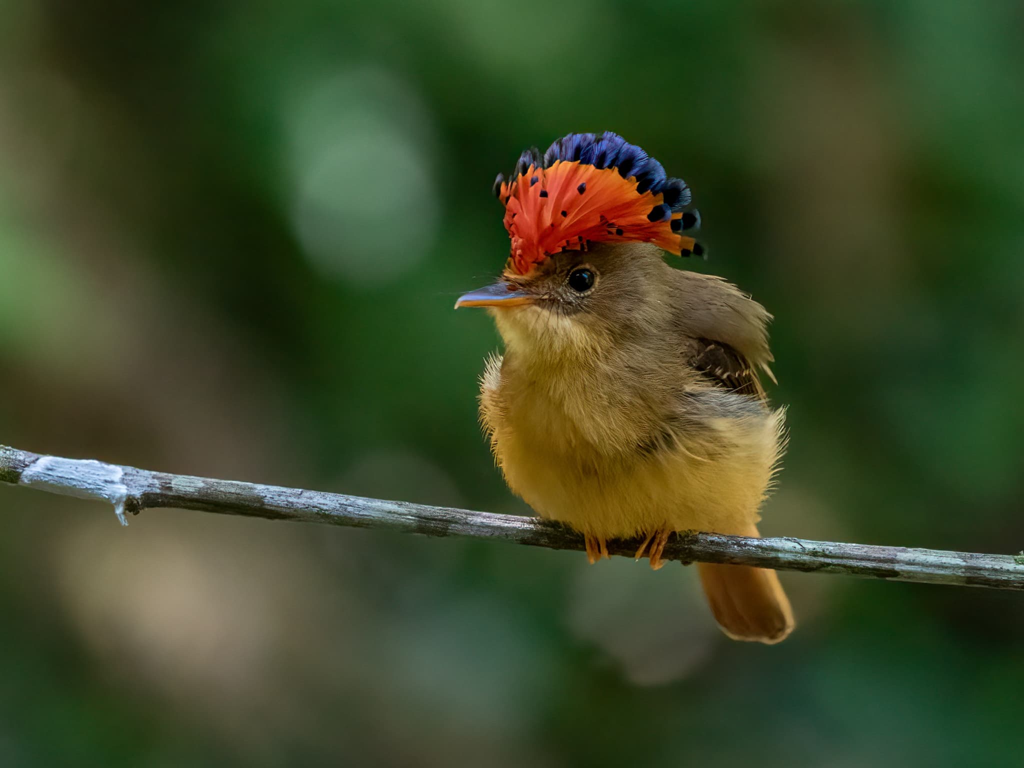 Royal Flycatcher On Branch - one of the main target species on the NaturesLens Wetlands Of Costa Rica Photography Tour