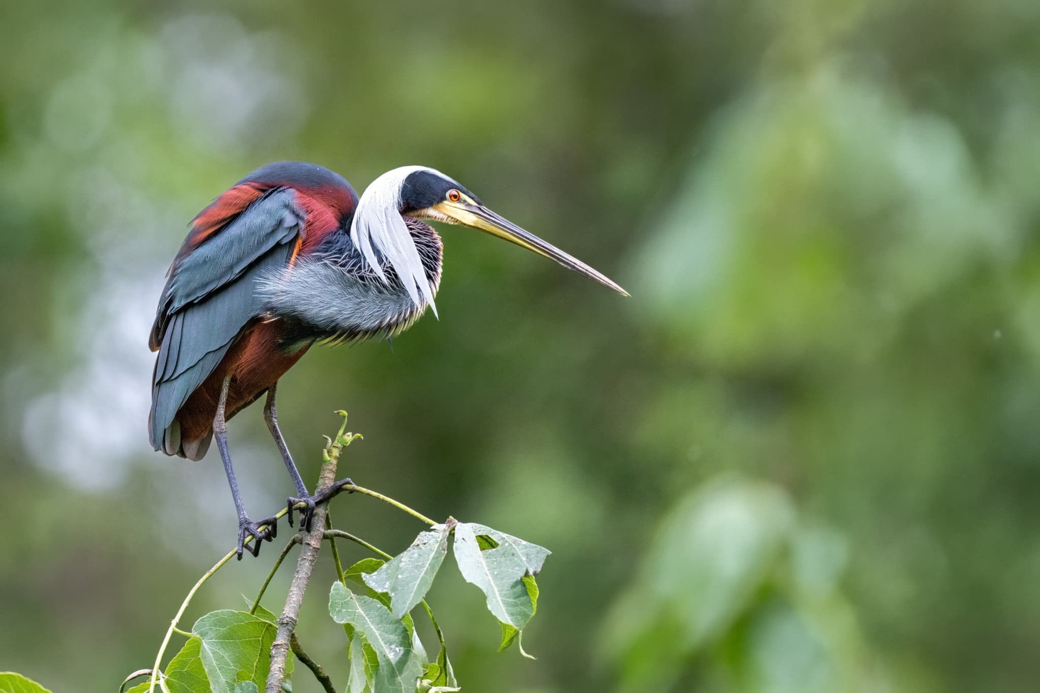 View Details Of The Wetlands of Costa Rica Photography Tour
